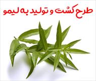 طرح کشت و تولید به لیمو